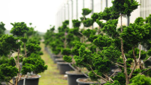 linkbild-software-fuer-baumschulen