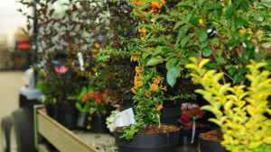 linkbild-software-fuer-die-gruene-branche