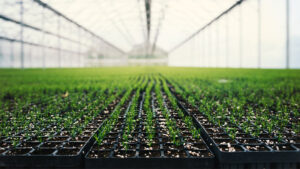 linkbild-software-fuer-forstbaumschulen