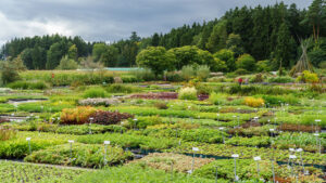 linkbild-software-fuer-staudengaertner